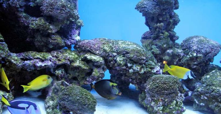 Es el Acuario para el Feng shui Algo más que Decoración?