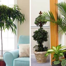 plantas en el feng shui