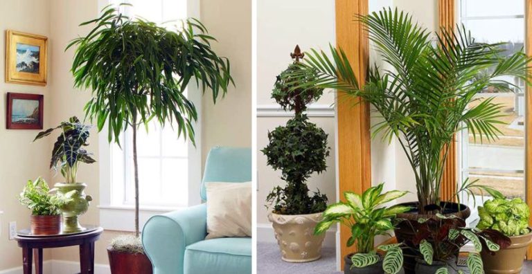 Plantas en el Feng Shui. Sí, pero no en cualquier sitio